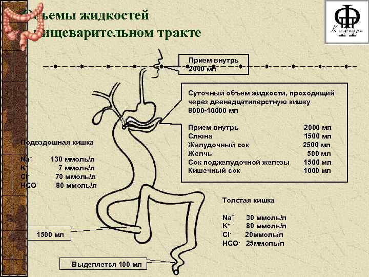 Объемы жидкостей в пищеварительном тракте Прием внутрь 2000 мл Суточный объем жидкости, проходящий через