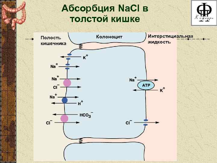 Абсорбция Na. Cl в толстой кишке Полость кишечника Колоноцит Интерстициальная жидкость 