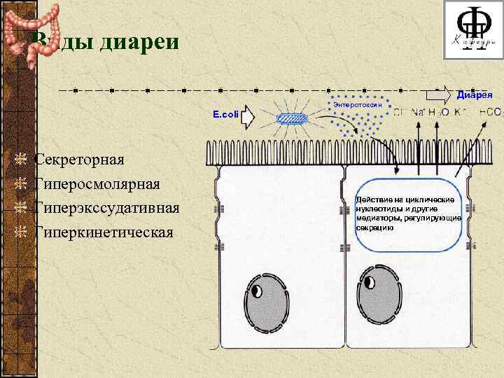 Виды диареи Диарея Энтеротоксин E. coli Секреторная Гиперосмолярная Гиперэкссудативная Гиперкинетическая Действие на циклические нуклеотиды