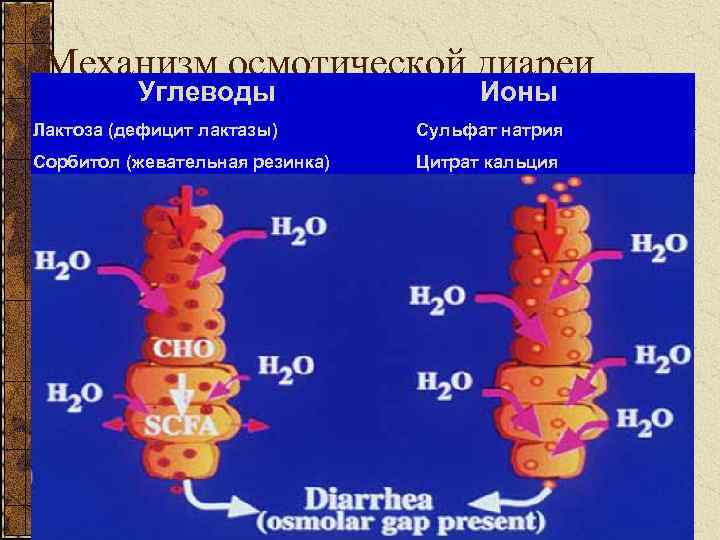 Механизм осмотической диареи Углеводы Ионы Лактоза (дефицит лактазы) Сульфат натрия Сорбитол (жевательная резинка) Цитрат