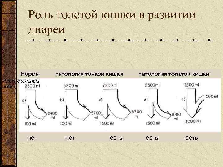 Роль толстой кишки в развитии диареи Норма патология тонкой кишки патология толстой кишки Илеоцекальный