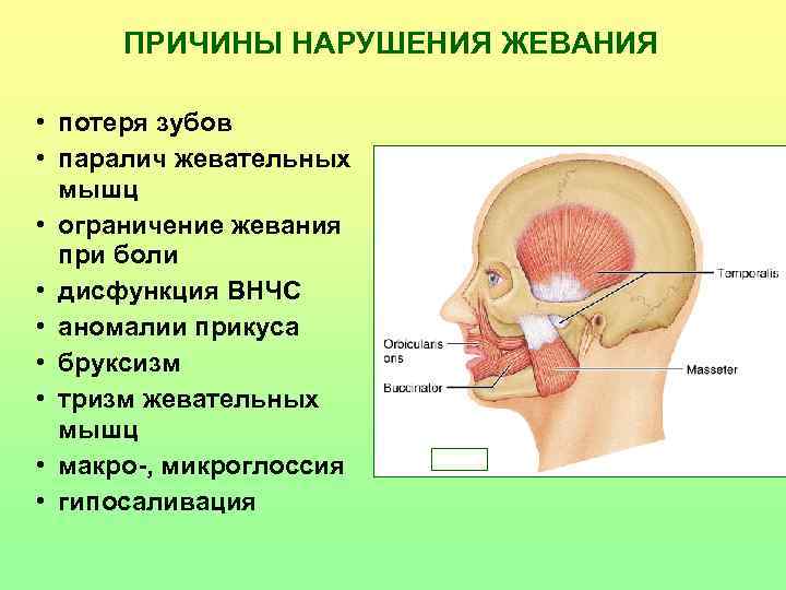 ПРИЧИНЫ НАРУШЕНИЯ ЖЕВАНИЯ • потеря зубов • паралич жевательных мышц • ограничение жевания при
