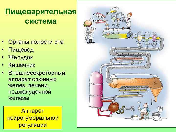 Пищеварительная система • • • Органы полости рта Пищевод Желудок Кишечник Внешнесекреторный аппарат слюнных