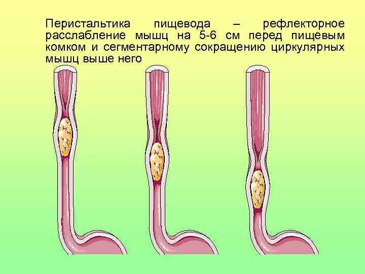 Перистальтика пищевода – рефлекторное расслабление мышц на 5 -6 см перед пищевым комком и