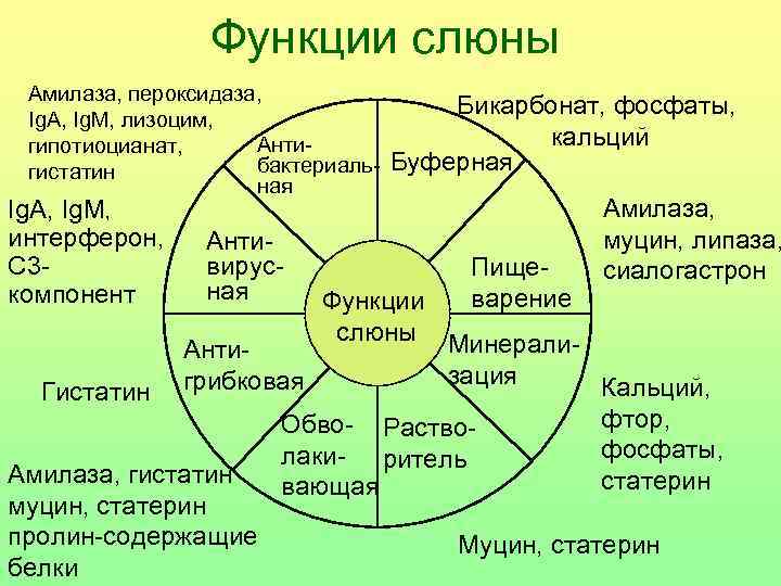 Функции слюны Амилаза, пероксидаза, Ig. A, Ig. M, лизоцим, Антигипотиоцианат, бактериальгистатин ная Ig. A,