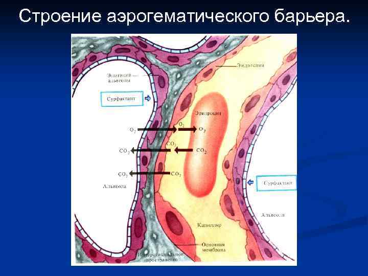 Аэрогематический барьер гистология рисунок