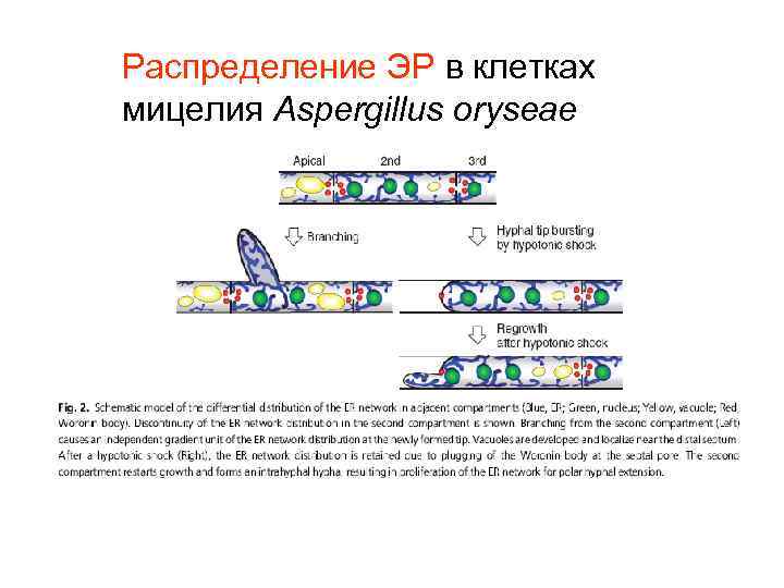 Распределение ЭР в клетках мицелия Aspergillus oryseae 