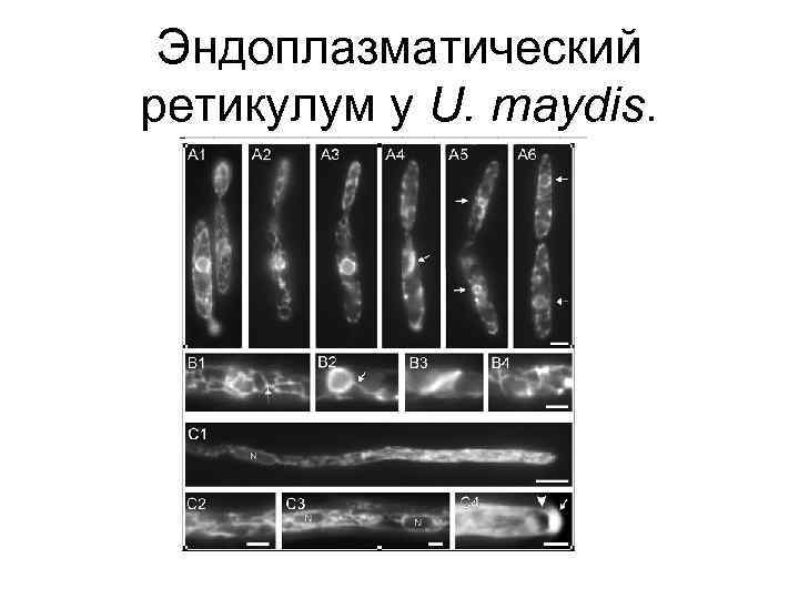 Эндоплазматический ретикулум у U. maydis. 