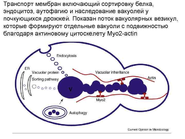 Транспорт мембран включающий сортировку белка, эндоцитоз, аутофагию и наследование вакуолей у почкующихся дрожжей. Показан