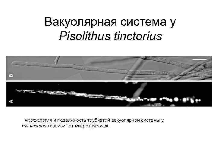 Вакуолярная система у Pisolithus tinctorius морфология и подвижность трубчатой вакуолярной системы у Pis. tinctorius