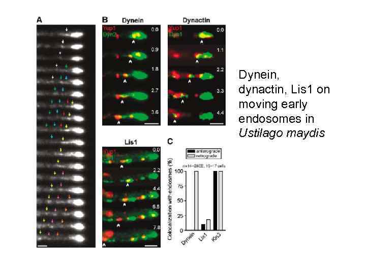 Dynein, dynactin, Lis 1 on moving early endosomes in Ustilago maydis 