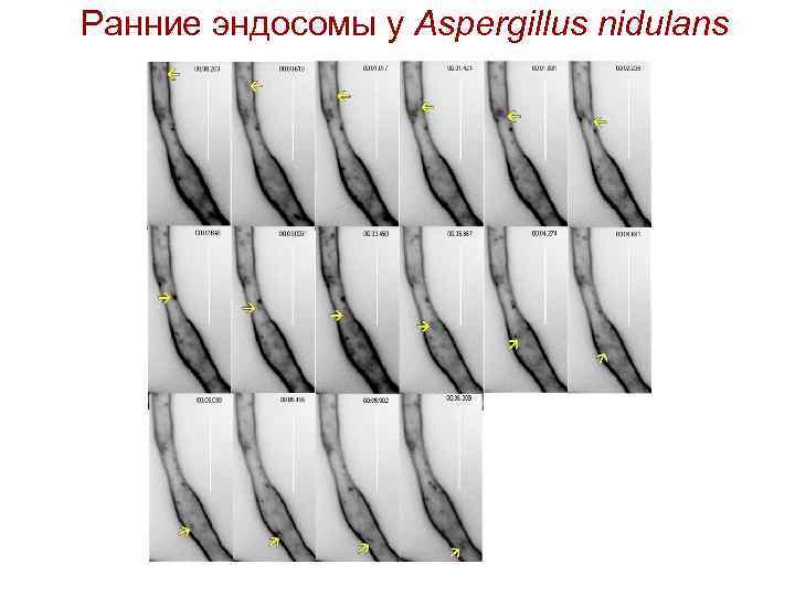 Ранние эндосомы у Aspergillus nidulans 