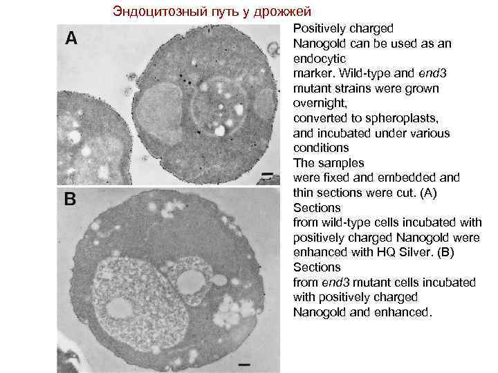 Эндоцитозный путь у дрожжей Positively charged Nanogold can be used as an endocytic marker.