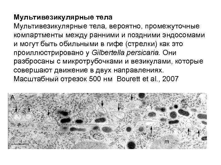 Мультивезикулярные тела, вероятно, промежуточные компартменты между ранними и поздними эндосомами и могут быть обильными