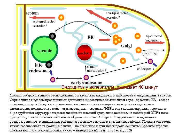 Эндоцитоз у аспергилла занимает 40 минут Схема пространственного распределения органелл и везикулярного транспорта у