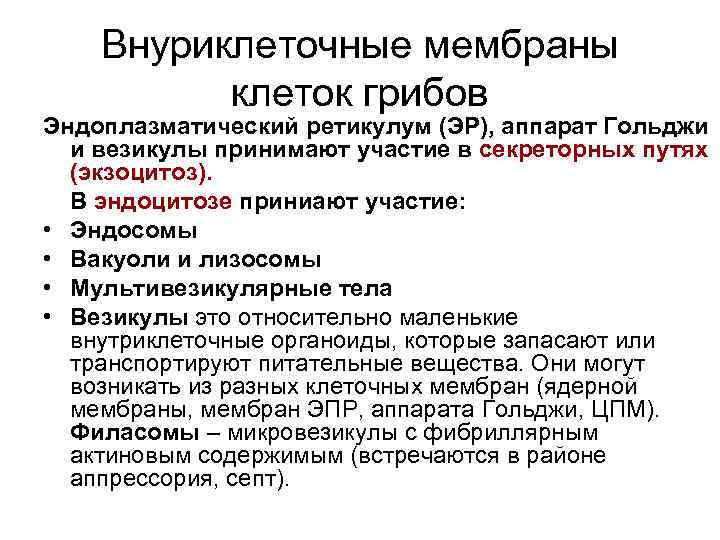Внуриклеточные мембраны клеток грибов Эндоплазматический ретикулум (ЭР), аппарат Гольджи и везикулы принимают участие в