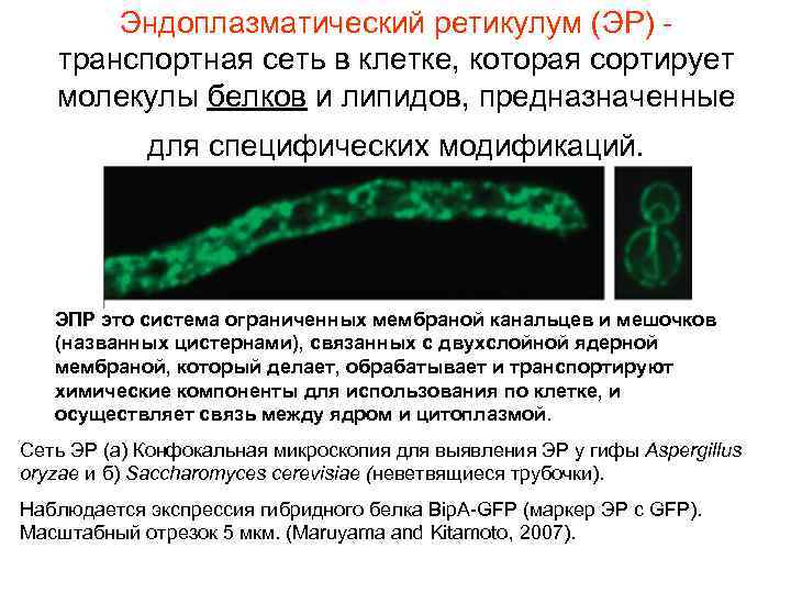 Эндоплазматический ретикулум (ЭР) транспортная сеть в клетке, которая сортирует молекулы белков и липидов, предназначенные