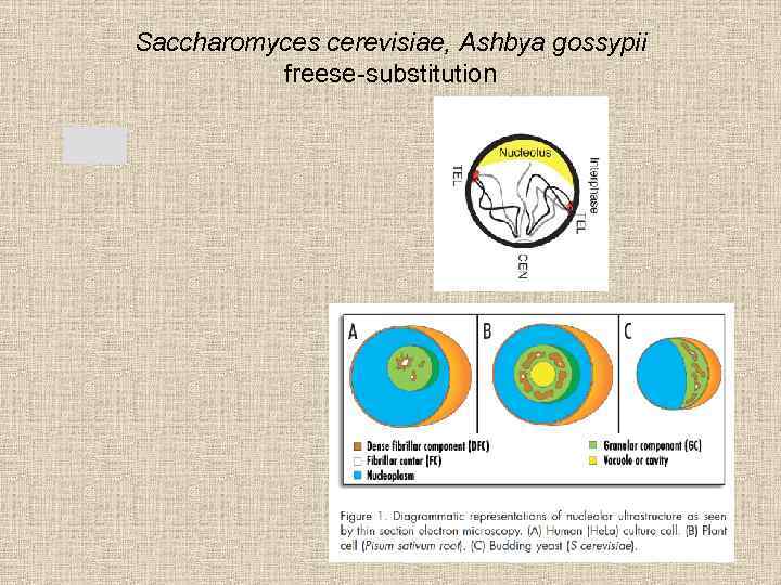 Saccharomyces cerevisiae, Ashbya gossypii freese-substitution 