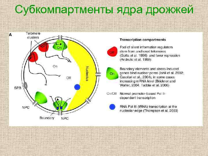 Субкомпартменты ядра дрожжей 