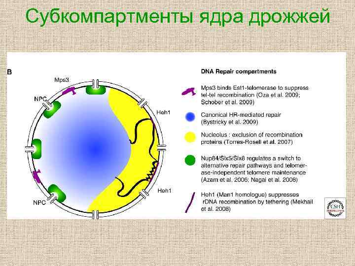 Субкомпартменты ядра дрожжей 