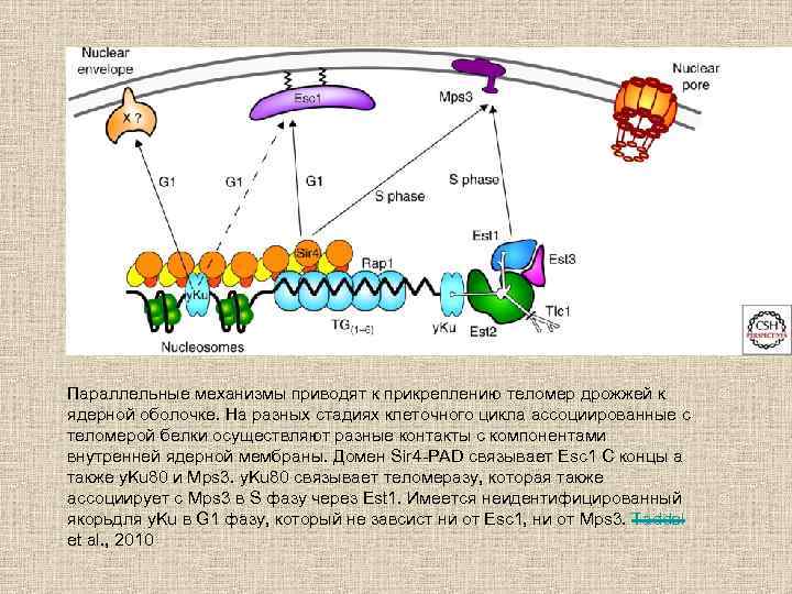Параллельные механизмы приводят к прикреплению теломер дрожжей к ядерной оболочке. На разных стадиях клеточного