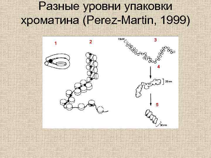 Разные уровни упаковки хроматина (Perez-Martin, 1999) 1 2 3 4 5 