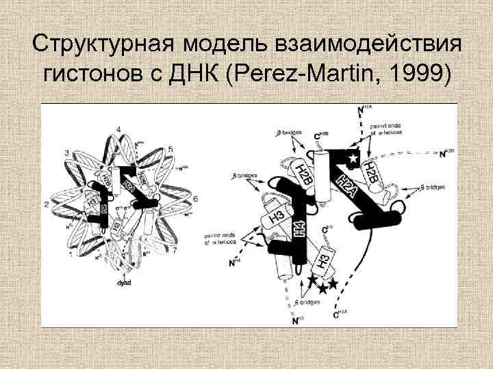 Структурная модель взаимодействия гистонов с ДНК (Perez-Martin, 1999) 