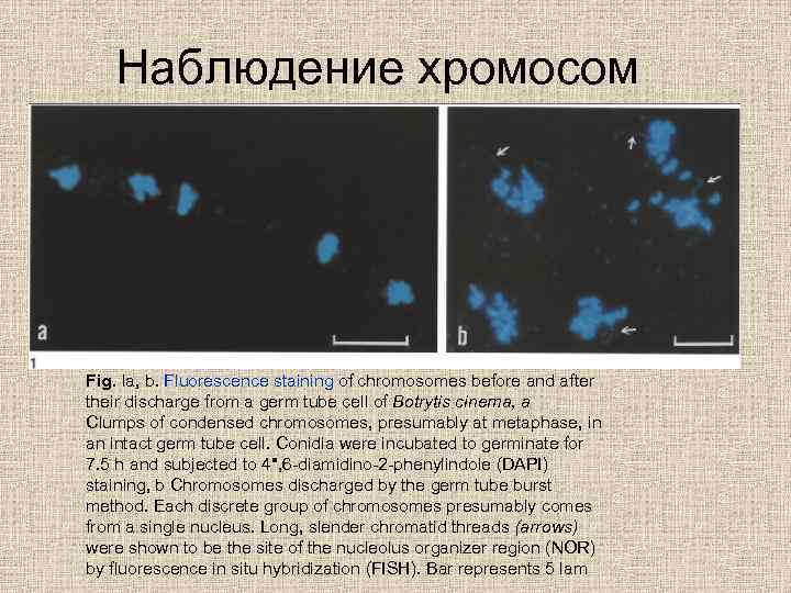 Наблюдение хромосом Fig. la, b. Fluorescence staining of chromosomes before and after their discharge