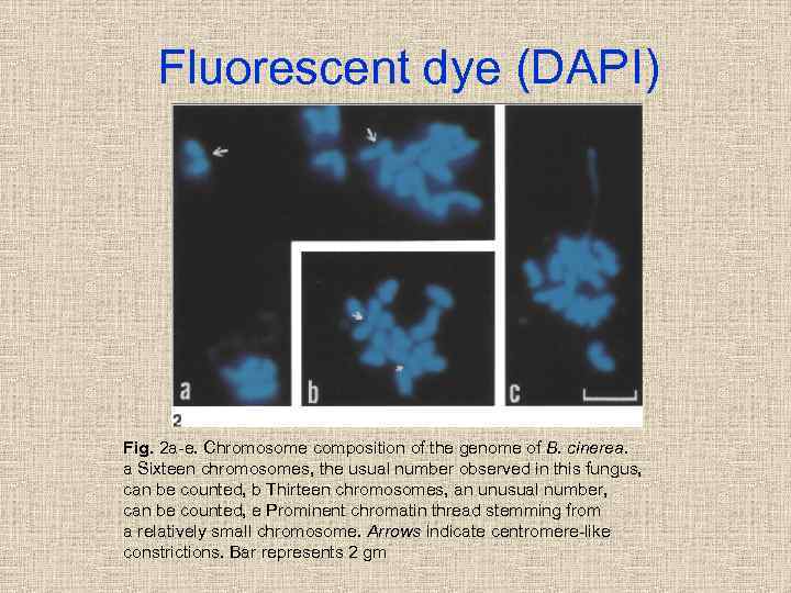 Fluorescent dye (DAPI) Fig. 2 a-e. Chromosome composition of the genome of B. cinerea.