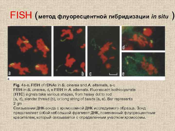 FISH (метод флуоресцентной гибридизации in situ ) Fig. 4 a-e. FISH of r. DNAs