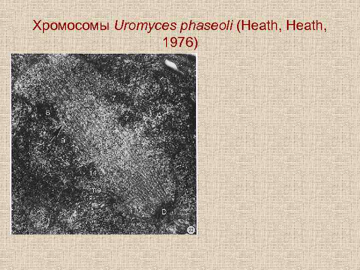 Хромосомы Uromyces phaseoli (Heath, 1976) 