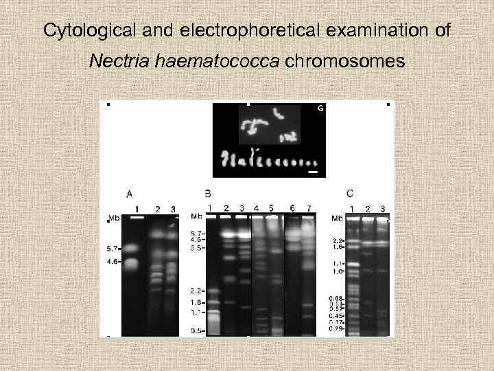 Cytological and electrophoretical examination of Nectria haematococca chromosomes 