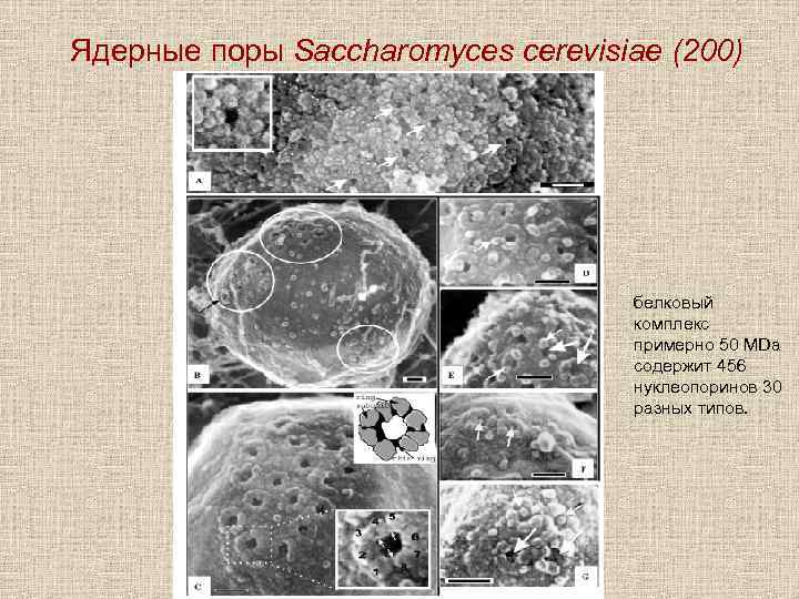 Ядерные поры Saccharomyces cerevisiae (200) белковый комплекс примерно 50 MDa содержит 456 нуклеопоринов 30