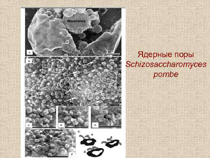 Ядерные поры Schizosaccharomyces pombe 