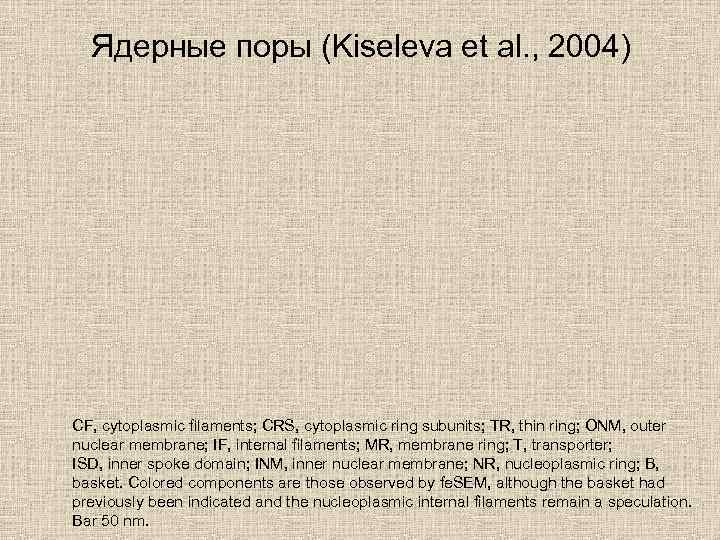 Ядерные поры (Kiseleva et al. , 2004) CF, cytoplasmic filaments; CRS, cytoplasmic ring subunits;