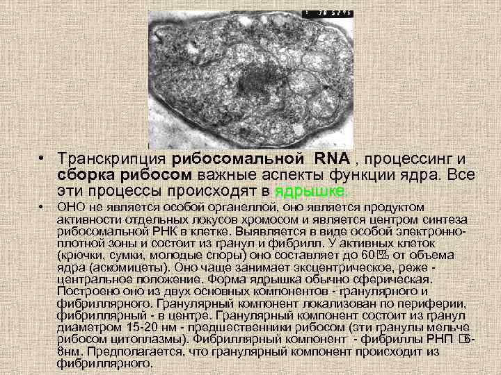  • Транскрипция рибосомальной RNA , процессинг и сборка рибосом важные аспекты функции ядра.