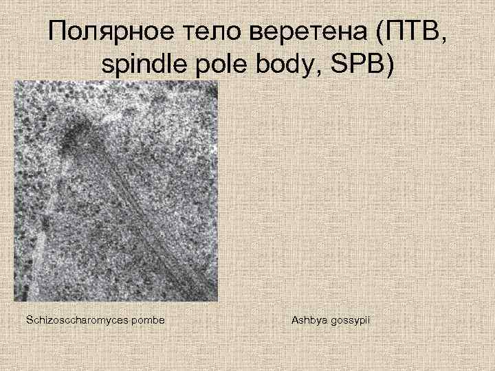 Полярное тело веретена (ПТВ, spindle pole body, SPB) Schizosccharomyces pombe Ashbya gossypii 