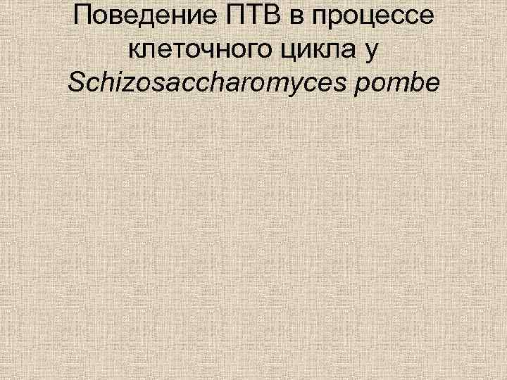 Поведение ПТВ в процессе клеточного цикла у Schizosaccharomyces pombe 