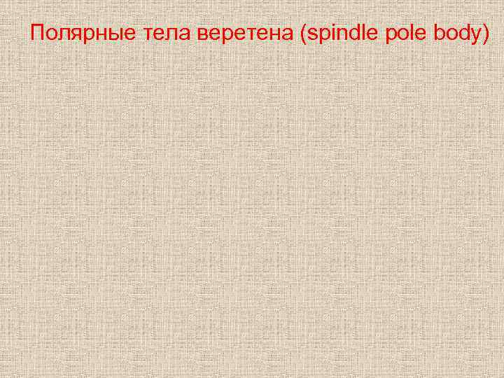 Полярные тела веретена (spindle pole body) 