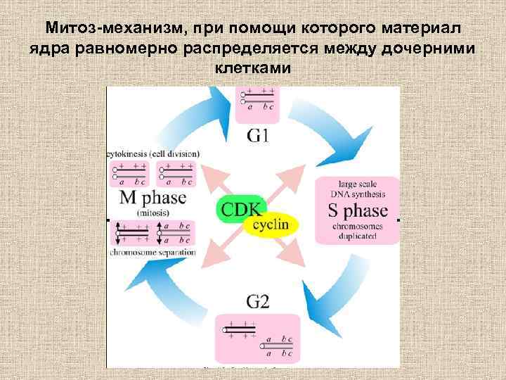 Митоз-механизм, при помощи которого материал ядра равномерно распределяется между дочерними клетками 