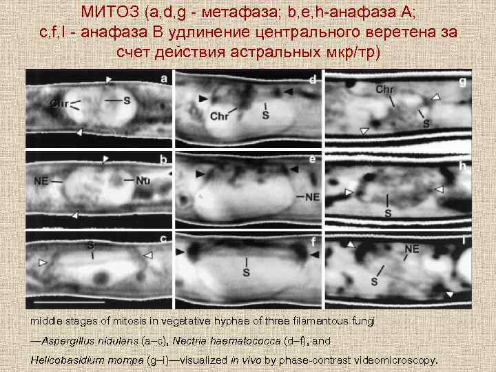 МИТОЗ (a, d, g - метафаза; b, e, h-анафаза A; c, f, I -