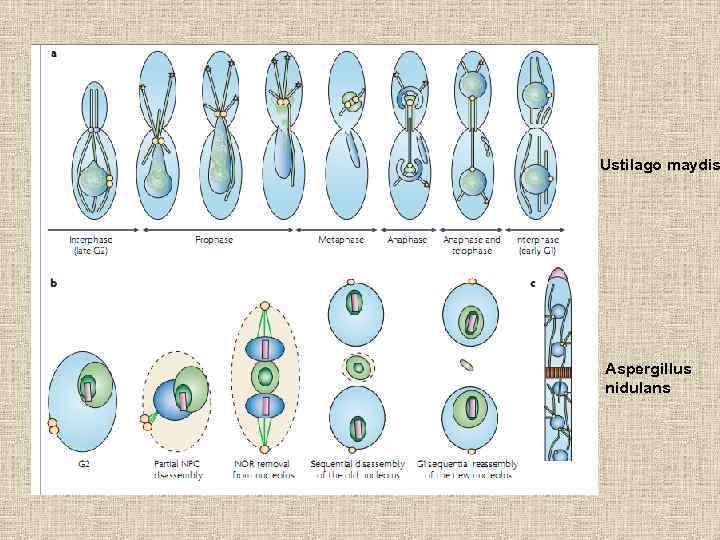 Ustilago maydis Aspergillus nidulans 