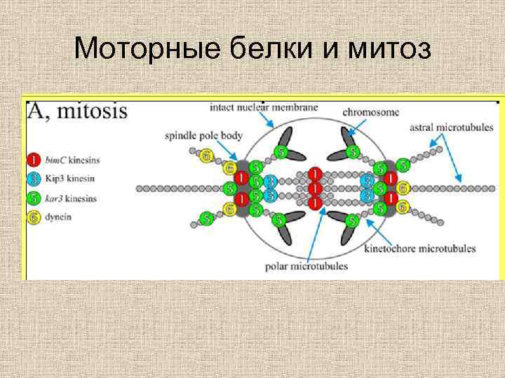 Двигательные белки. Моторные белки функции. Микротубулярные моторные белки. Примеры моторных белков.