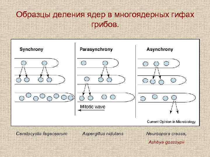 Образцы деления ядер в многоядерных гифах грибов. Ceratocystis fagacearum Aspergillus nidulans Neurospora crassa, Ashbya