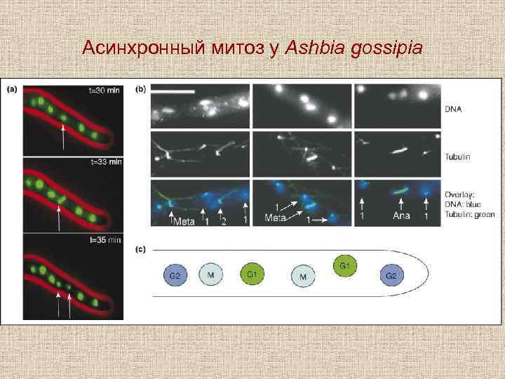 Aсинхронный митоз у Ashbia gossipia 