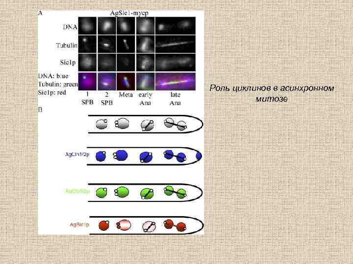 Роль циклинов в асинхронном митозе 