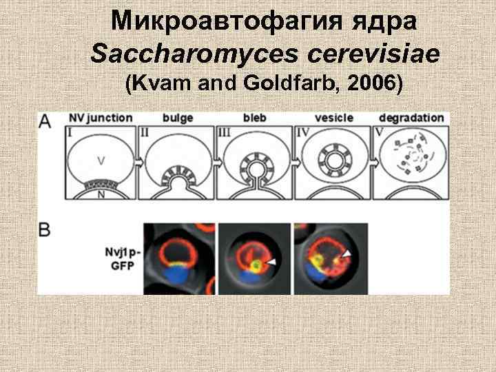 Микроавтофагия ядра Saccharomyces cerevisiae (Kvam and Goldfarb, 2006) 