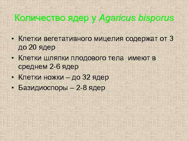 Количество ядер у Agaricus bisporus • Клетки вегетативного мицелия содержат от 3 до 20