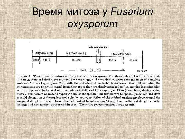 Время митоза у Fusarium oxysporum 