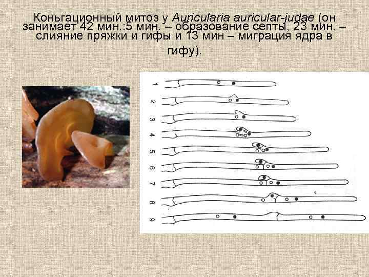 Коньгационный митоз у Auricularia auricular-judae (он занимает 42 мин. : 5 мин. – образование